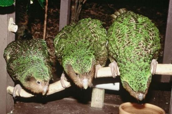 3133989-4-kakapo-don-merton-department-fo-conservation-afp.jpg