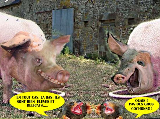 Taupes cochons2