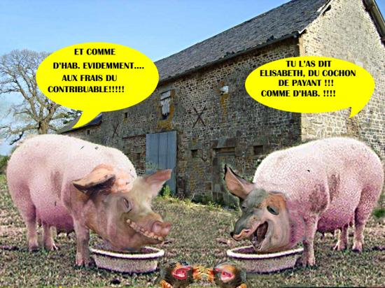 Taupes cochons5